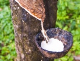 Overview of the Rubber Sector