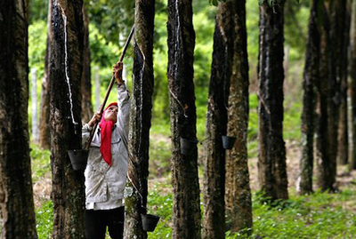 China offers insurance for natural rubber growers